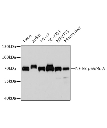 NF-kB p65/RelA Mouse Monoclonal Antibody