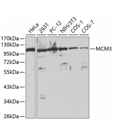 MCM3 Rabbit Polyclonal Antibody
