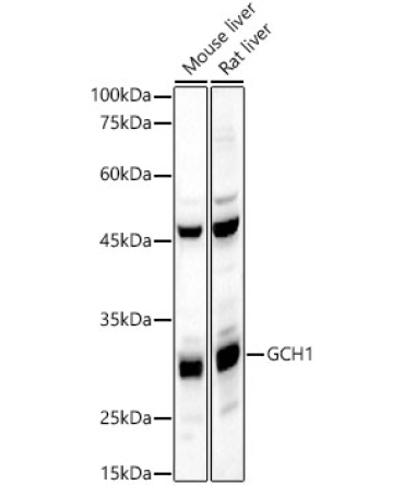 GCH1 Rabbit Polyclonal Antibody