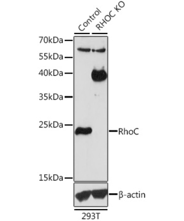 RhoC Rabbit Polyclonal Antibody [KO Validated]