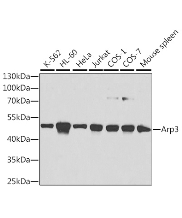 Arp3 Rabbit Polyclonal Antibody