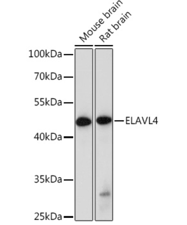 ELAVL4 Rabbit Polyclonal Antibody