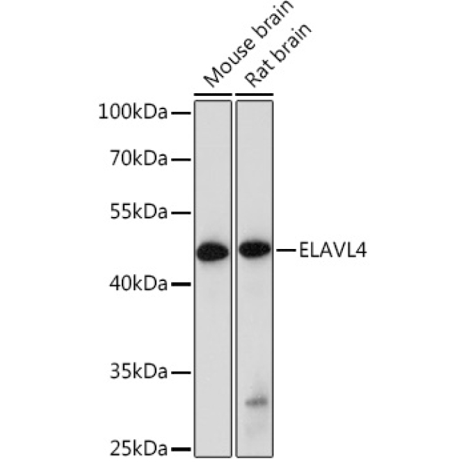ELAVL4 Rabbit Polyclonal Antibody