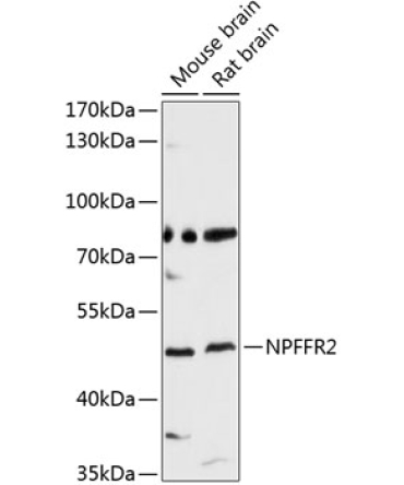 NPFFR2 Rabbit Polyclonal Antibody