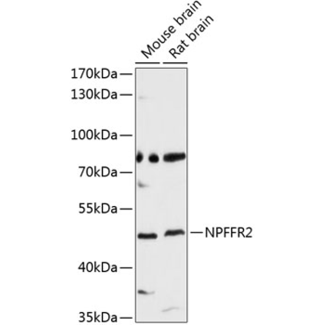 NPFFR2 Rabbit Polyclonal Antibody