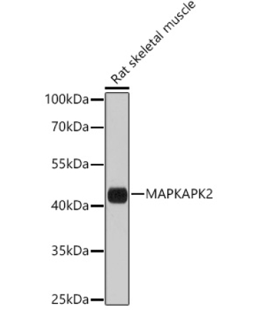 MAPKAPK-2/MK2 Rabbit Polyclonal Antibody