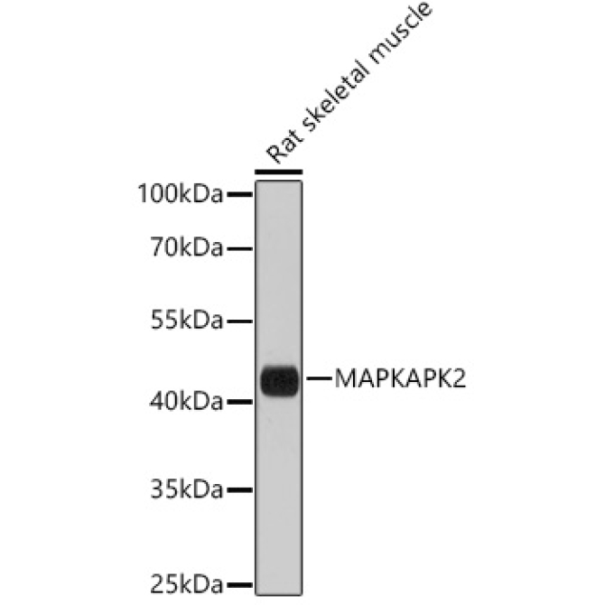 MAPKAPK-2/MK2 Rabbit Polyclonal Antibody
