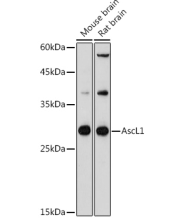 AscL1 Rabbit Polyclonal Antibody
