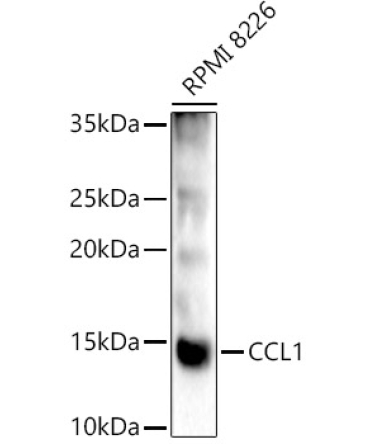 CCL1 Rabbit Polyclonal Antibody