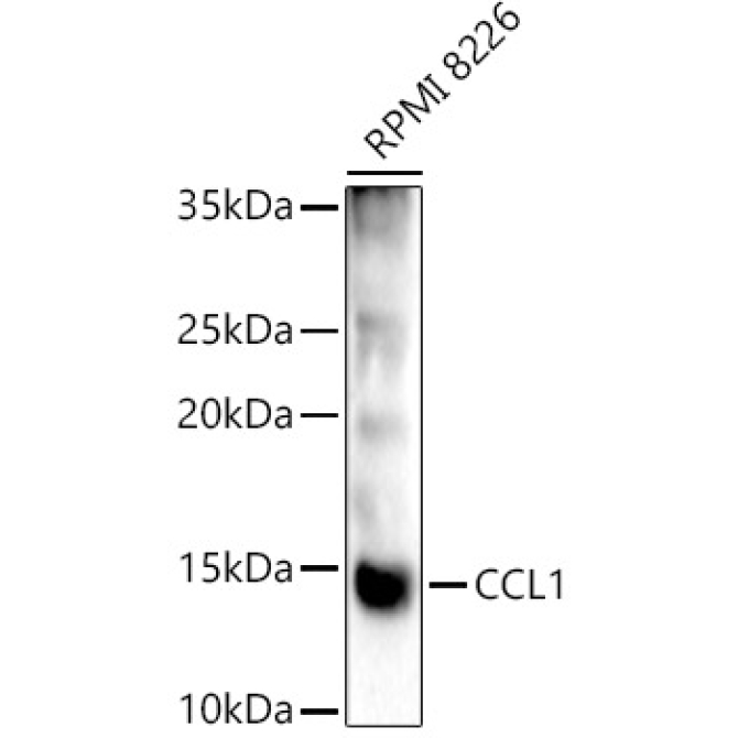 CCL1 Rabbit Polyclonal Antibody