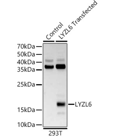LYZL6 Rabbit Polyclonal Antibody