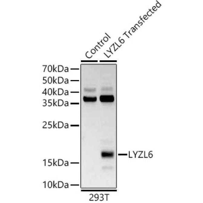 LYZL6 Rabbit Polyclonal Antibody