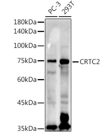 CRTC2 Rabbit Polyclonal Antibody