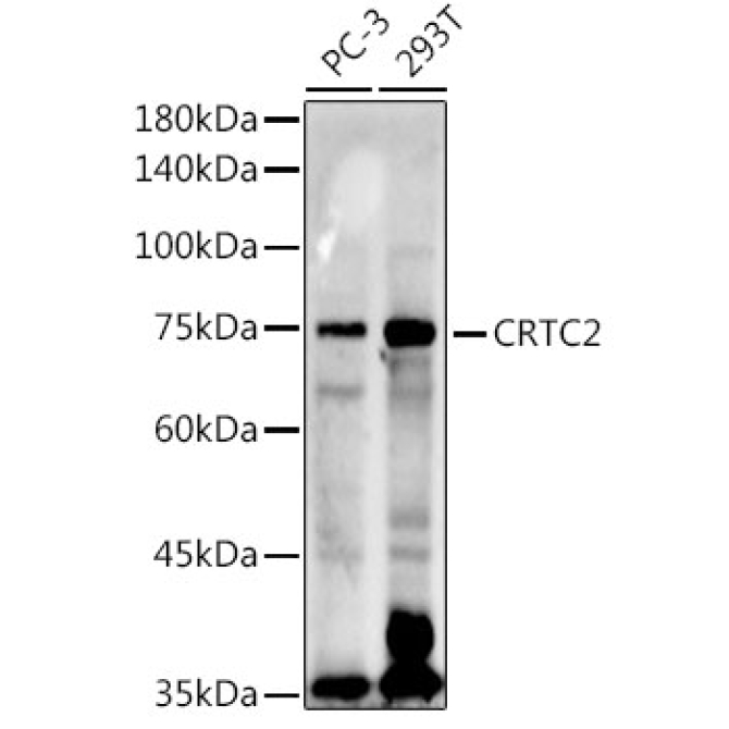 CRTC2 Rabbit Polyclonal Antibody