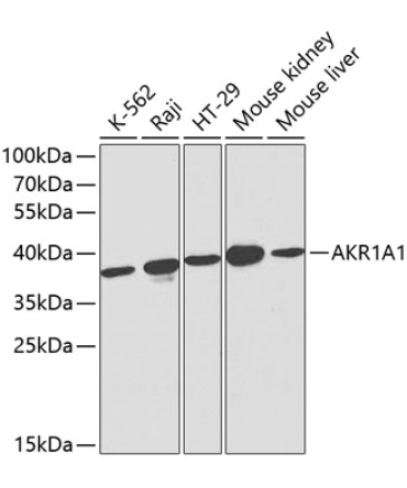 AKR1A1 Rabbit Polyclonal Antibody