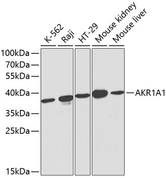 AKR1A1 Rabbit Polyclonal Antibody