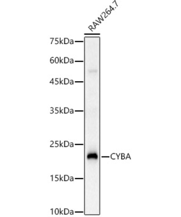 CYBA Rabbit Polyclonal Antibody