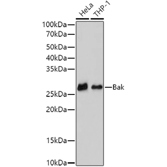 Bak Rabbit Monoclonal Antibody