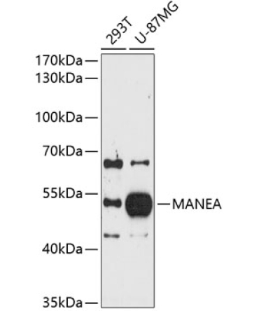 MANEA Rabbit Polyclonal Antibody