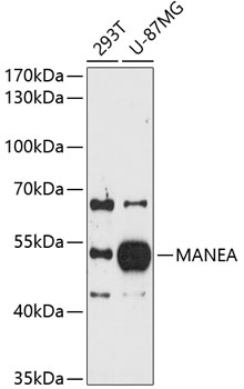 MANEA Rabbit Polyclonal Antibody