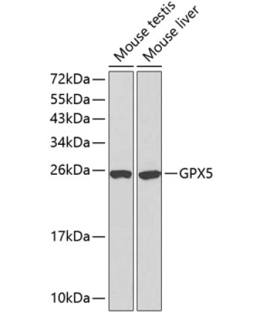 GPX5 Rabbit Polyclonal Antibody