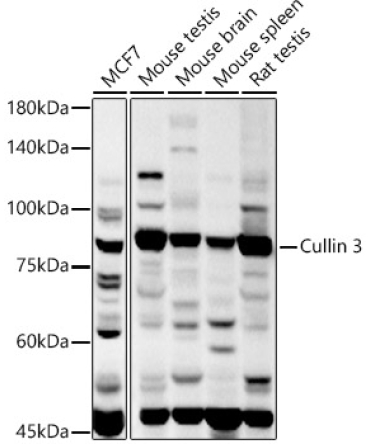 Cullin 3 Rabbit Polyclonal Antibody