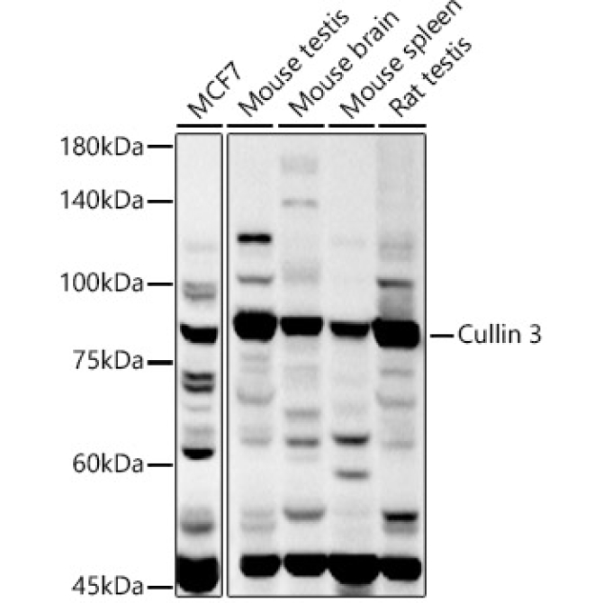 Cullin 3 Rabbit Polyclonal Antibody