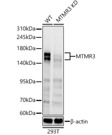 MTMR3 Rabbit Polyclonal Antibody [KD Validated]