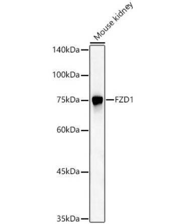 FZD1 Rabbit Polyclonal Antibody