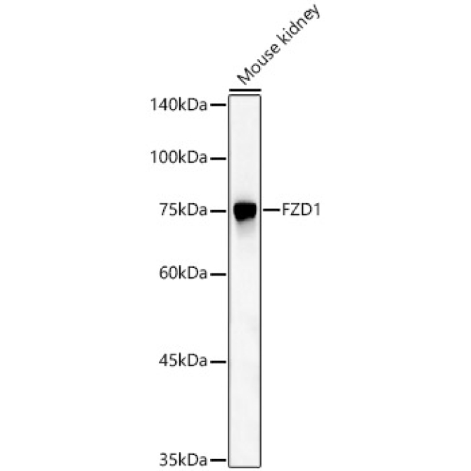 FZD1 Rabbit Polyclonal Antibody