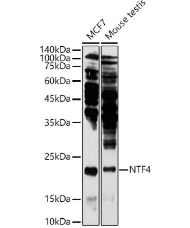 NTF4 Rabbit Polyclonal Antibody