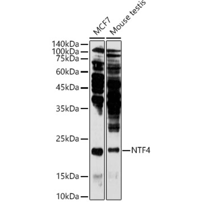 NTF4 Rabbit Polyclonal Antibody