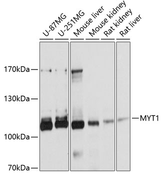 MYT1 Rabbit Polyclonal Antibody