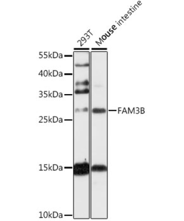 FAM3B Rabbit Polyclonal Antibody