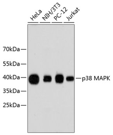 p38 MAPK Rabbit Polyclonal Antibody