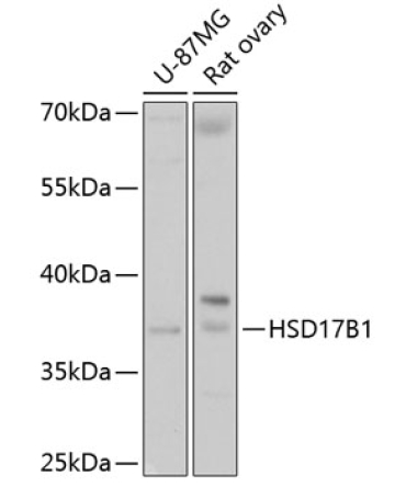 HSD17B1 Rabbit Polyclonal Antibody