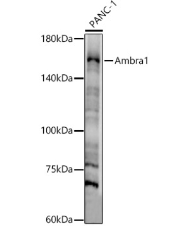 Ambra1 Rabbit Polyclonal Antibody