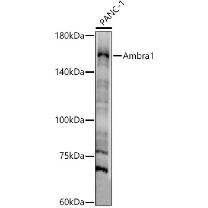 Ambra1 Rabbit Polyclonal Antibody
