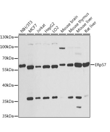 ERp57 Rabbit Polyclonal Antibody