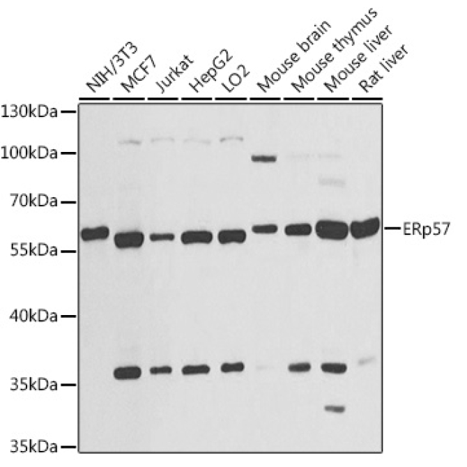 ERp57 Rabbit Polyclonal Antibody