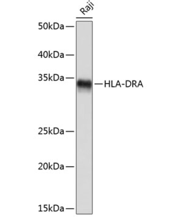 HLA-DRA Rabbit Monoclonal Antibody
