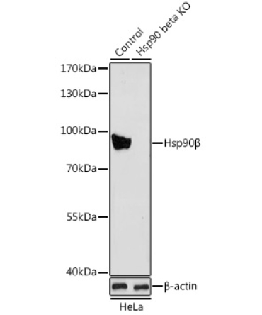 Hsp90Beta Rabbit Polyclonal Antibody [KO Validated]