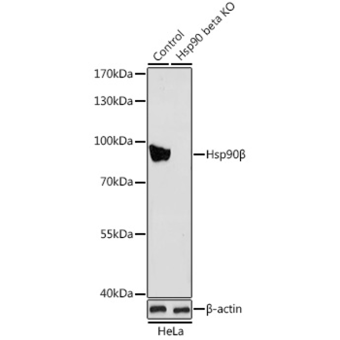 Hsp90Beta Rabbit Polyclonal Antibody [KO Validated]