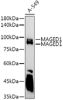 MAGED1/NRAGE Rabbit Polyclonal Antibody