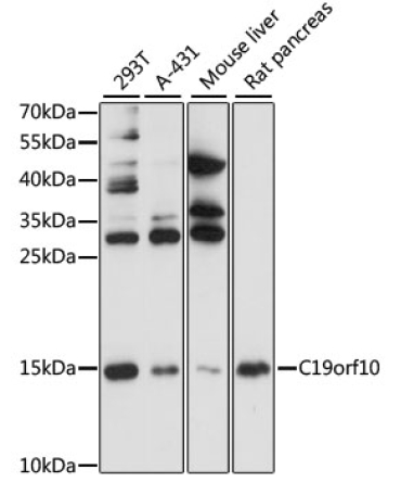 C19orf10 Rabbit Polyclonal Antibody