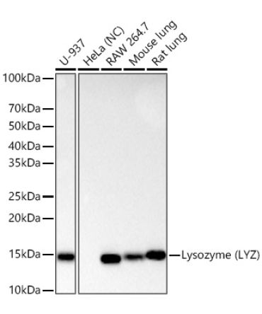 Lysozyme (LYZ) Rabbit Monoclonal Antibody