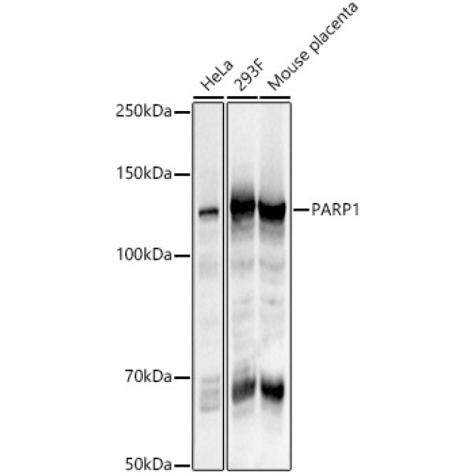 PARP1 Rabbit Polyclonal Antibody