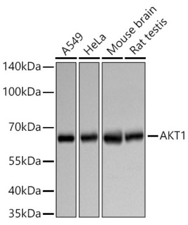 AKT1 Rabbit Polyclonal Antibody