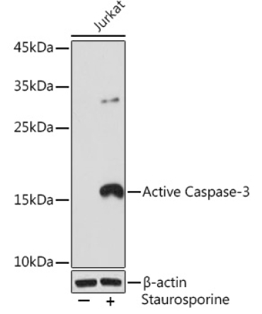 active Caspase-3 Rabbit Monoclonal Antibody