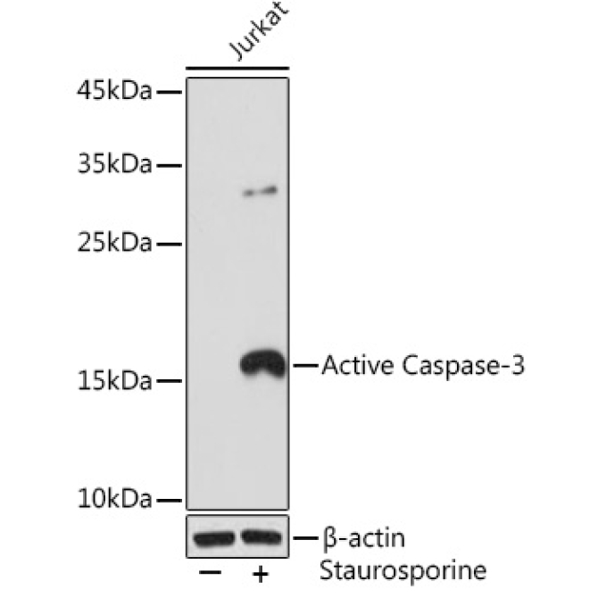 active Caspase-3 Rabbit Monoclonal Antibody